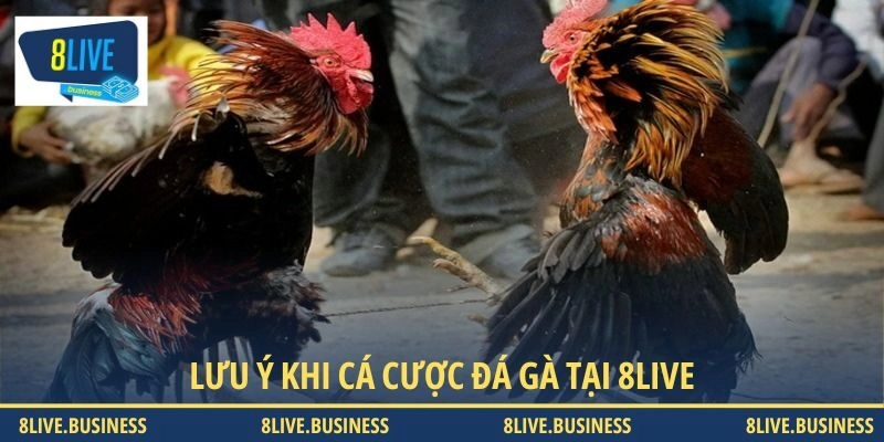 Lưu ý quan trọng giúp người dùng đặt cược hiệu quả hơn 