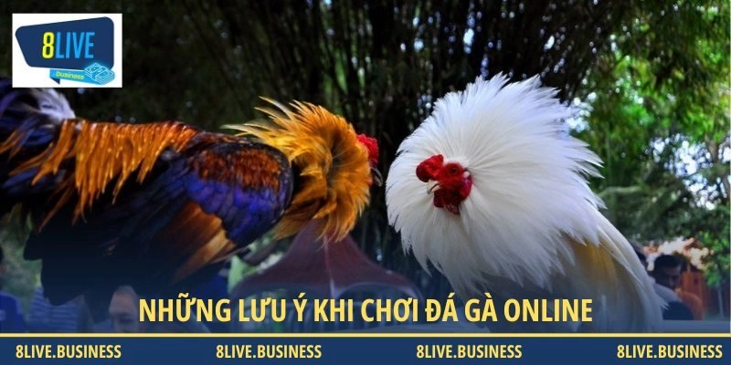 Lưu tâm quan trọng khi tham gia đá gà online