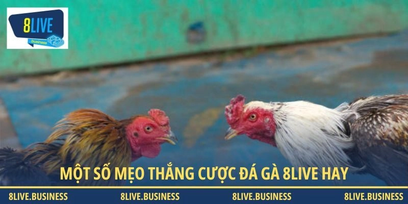 Mẹo đá gà 8LIVE dễ thắng từ cao thủ