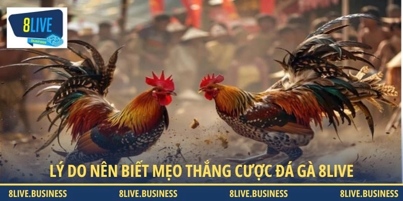 Vì sao nên biết mẹo thắng cược đá gà 8LIVE?